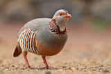 Image. Red-legged Partridge