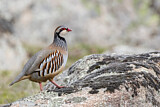Image. Red-legged Partridge