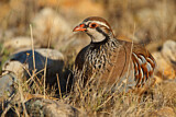 Image. Red-legged Partridge
