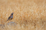 Image. Red-legged Partridge
