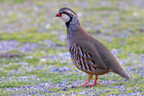 Image. Red-legged Partridge