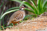 Image. Red-legged Partridge