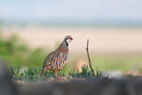 Image. Red-legged Partridge