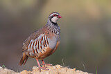 Image. Red-legged Partridge