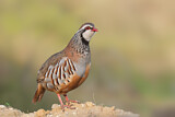 Image. Red-legged Partridge