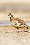Image. Red-legged Partridge