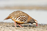 Image. Red-legged Partridge