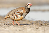 Image. Red-legged Partridge