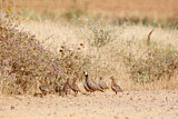 Image. Red-legged Partridge