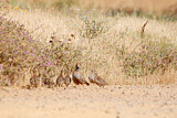 Image. Red-legged Partridge