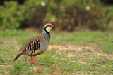 Image. Red-legged Partridge