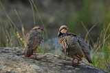 Image. Red-legged Partridge