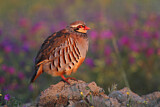 Image. Red-legged Partridge