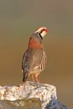 Image. Red-legged Partridge