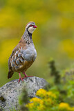 Image. Red-legged Partridge