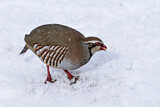 Image. Red-legged Partridge
