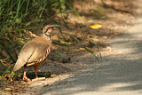 Image. Red-legged Partridge