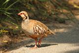 Image. Red-legged Partridge