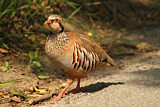 Image. Red-legged Partridge