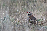 Image. Red-legged Partridge