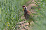 Image. Red-legged Partridge
