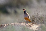 Image. Red-legged Partridge