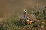 Image. Red-legged Partridge