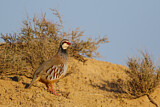 Image. Red-legged Partridge