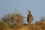 Image. Red-legged Partridge