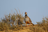 Image. Red-legged Partridge