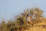 Image. Red-legged Partridge