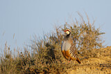 Image. Red-legged Partridge