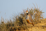 Image. Red-legged Partridge