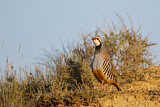 Image. Red-legged Partridge