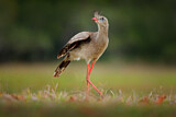 Image. Red-legged Seriema