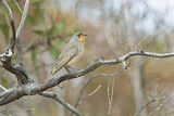 Image. Red-lored Whistler