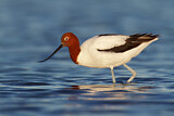 Image. Red-necked Avocet