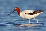 Image. Red-necked Avocet