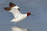 Image. Red-necked Avocet
