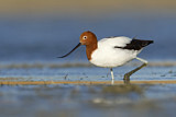Image. Red-necked Avocet