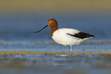 Image. Red-necked Avocet