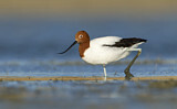 Image. Red-necked Avocet