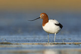 Image. Red-necked Avocet