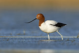 Image. Red-necked Avocet