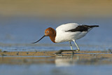 Image. Red-necked Avocet