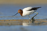 Image. Red-necked Avocet
