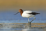 Image. Red-necked Avocet