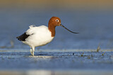 Image. Red-necked Avocet