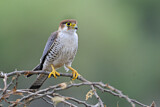 Image. Red-necked Falcon