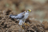 Image. Red-necked Falcon